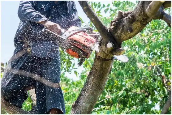 tree services Gretna